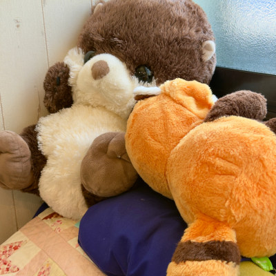 How cute they are... foxes wanna hang out with you- ̗̀ ♡ ̖́-