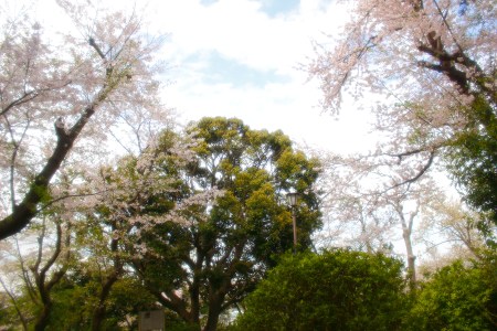 The top of Atagoyama Park(Uraga). In spring, cherry blossoms are blooming along the climbing road.