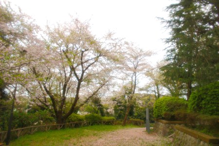 Cherry trees