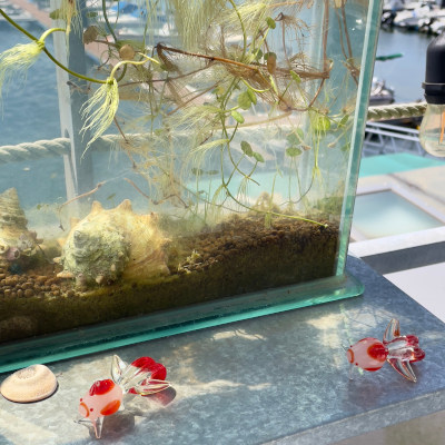 Glass fish transparent