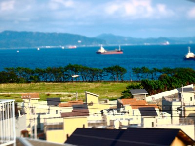 Overlooking pine trees from Uraga