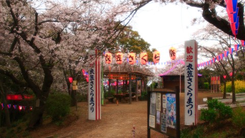 Kinugasa cherry Yoshino