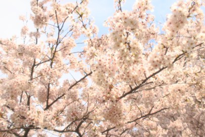 Using soft filtering, with which blooms is so cute :)