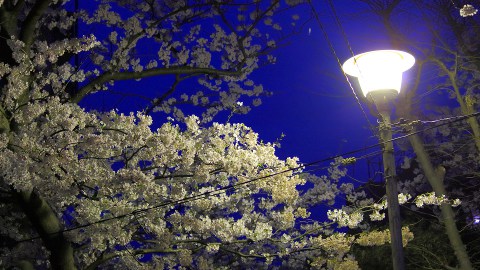 Night seeing cherry blossoms at the Traffic Leraning Park