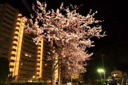 Yoshino cherry in Uraga